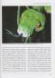 Preview: Grüner Baumpython – Morelia viridis
